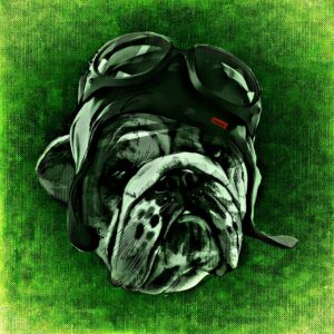 dog, cool, abstract-1235247.jpg