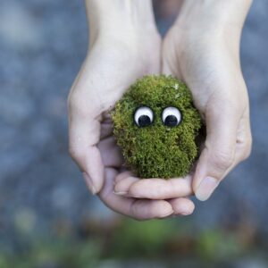 moss, ecology, environment-594461.jpg