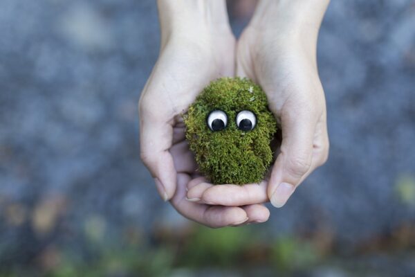 moss, ecology, environment-594461.jpg